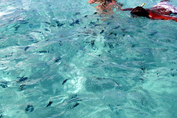 Catamaran Adventure Full Day: Ile aux cerfs, GRSE Waterfall, Snorkelen & BBQ-lunch