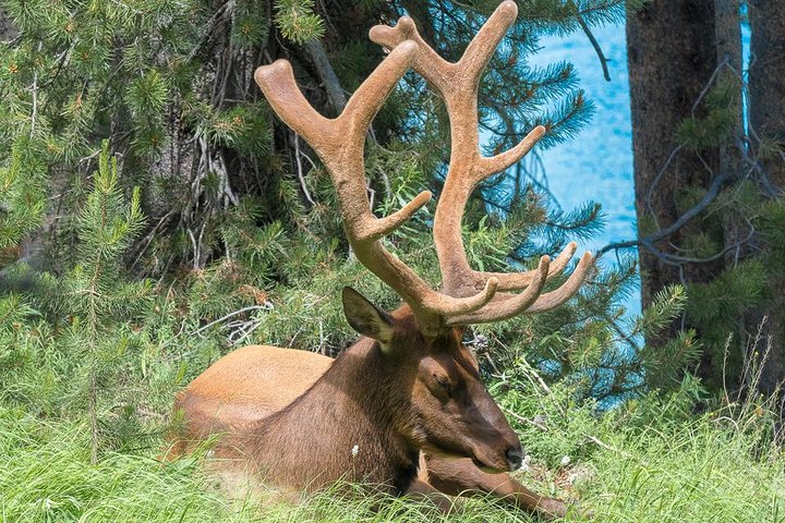 Visite privée de Yellowstone : sites emblématiques, faune, randonnées familiales + déjeuner