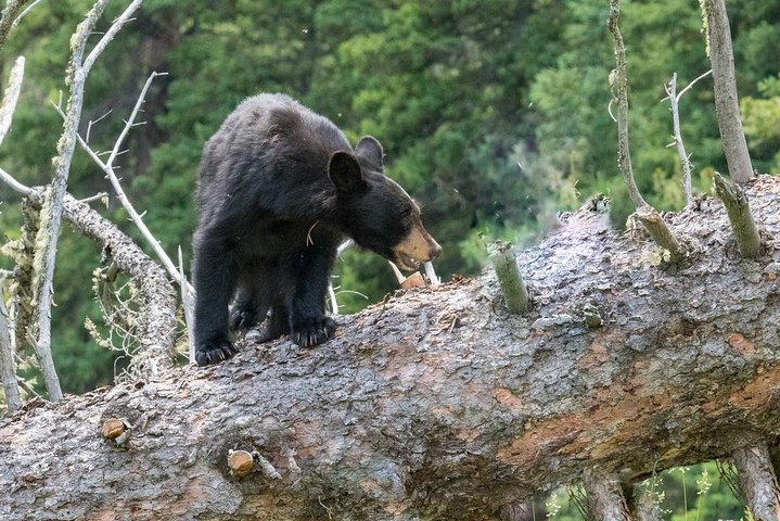 Visite privée de Yellowstone : sites emblématiques, faune, randonnées familiales + déjeuner