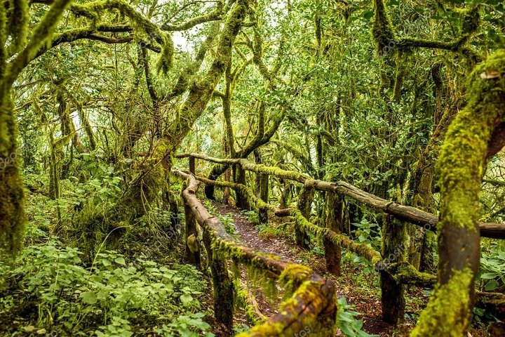 テネリフェ島発ラ・ゴメラ島日帰りツアー:ランチとワイン付き