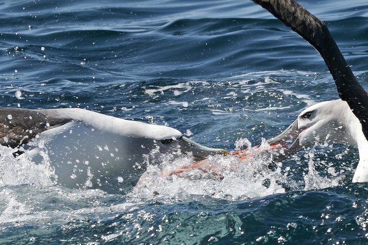 Cruzeiro de vida selvagem em Dunedin - Albatroz, focas e porto