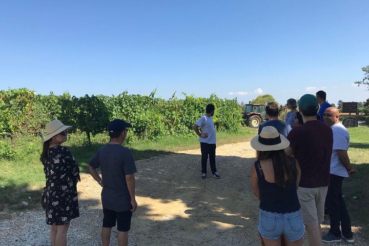 Privé wijntour door de magische heuvels van Lucca met een sommelier.
