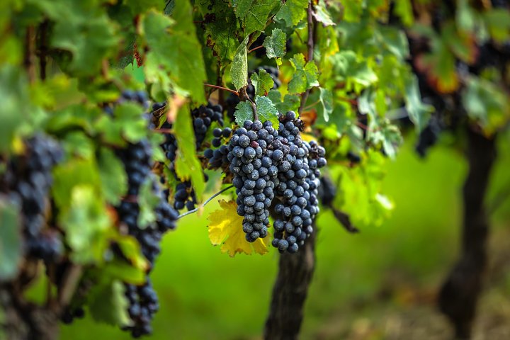 Saint Emilion Excursão de meio dia com degustação de vinhos e visita à vinícola a partir de Bordeaux