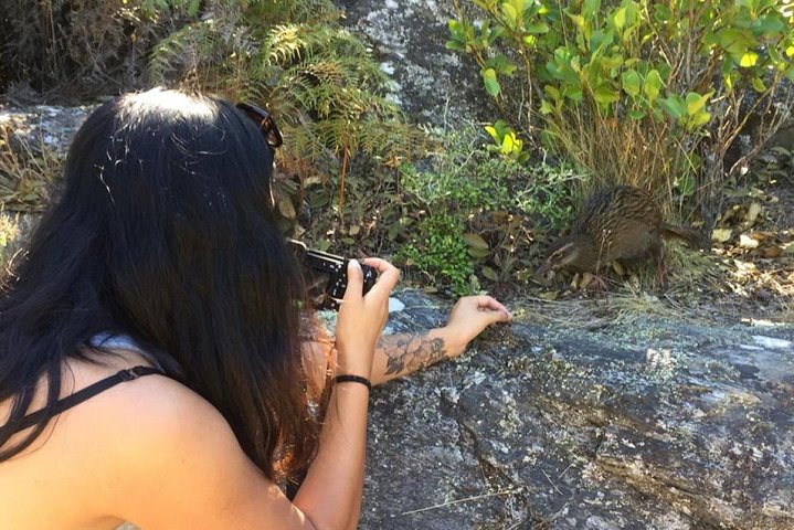 Mou Waho Island Cruise och guidad naturvandring