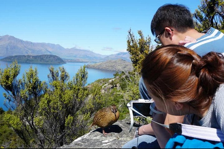 Mou Waho Island Cruise och guidad naturvandring