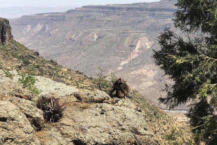 Addis Ababa: Debre Libanos, Blue Nile Gorge, and Cave Tour