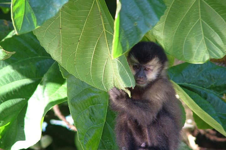 Iguazu Falls Tour, boottocht, trein en Safari Truck