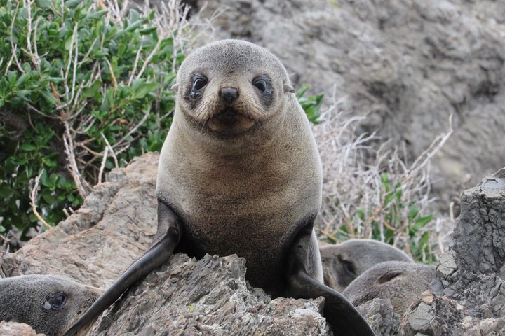 Seal Coast Safari - Exclusieve toegang tot Wellington's geheime kust