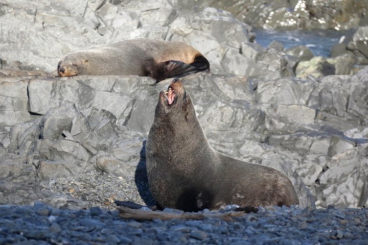 Seal Coast Safari - Exclusieve toegang tot Wellington's geheime kust