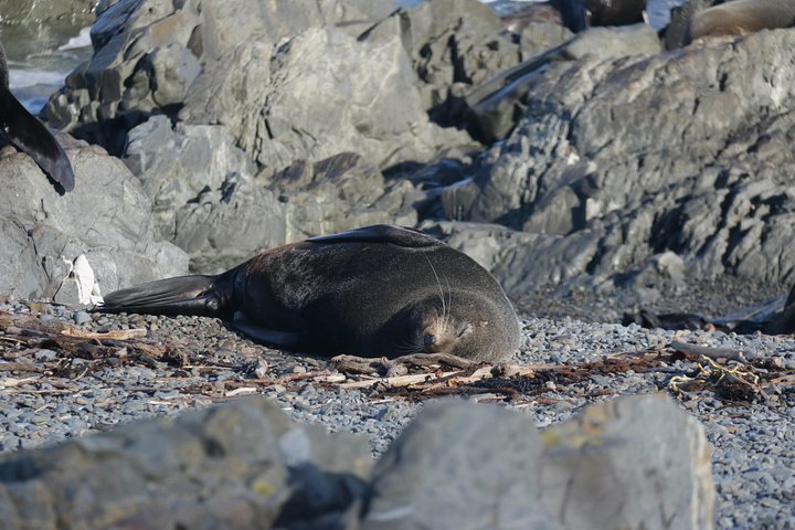 Seal Coast Safari - Exclusieve toegang tot Wellington's geheime kust