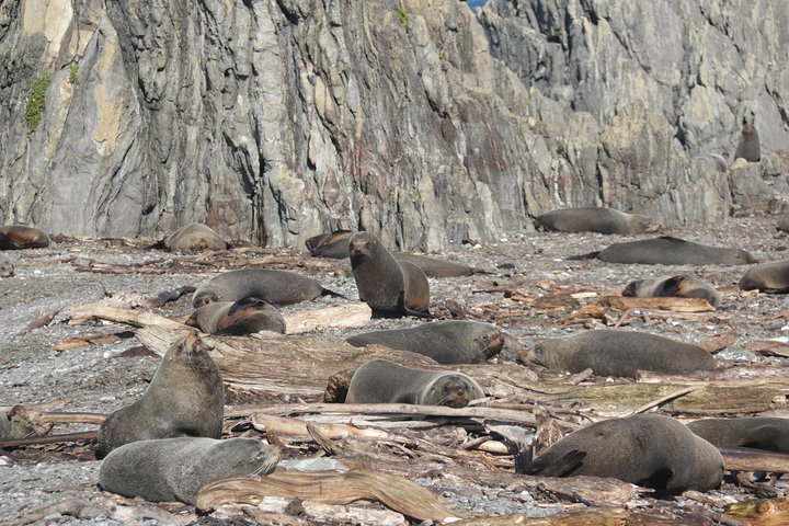 Seal Coast Safari - Exclusieve toegang tot Wellington's geheime kust