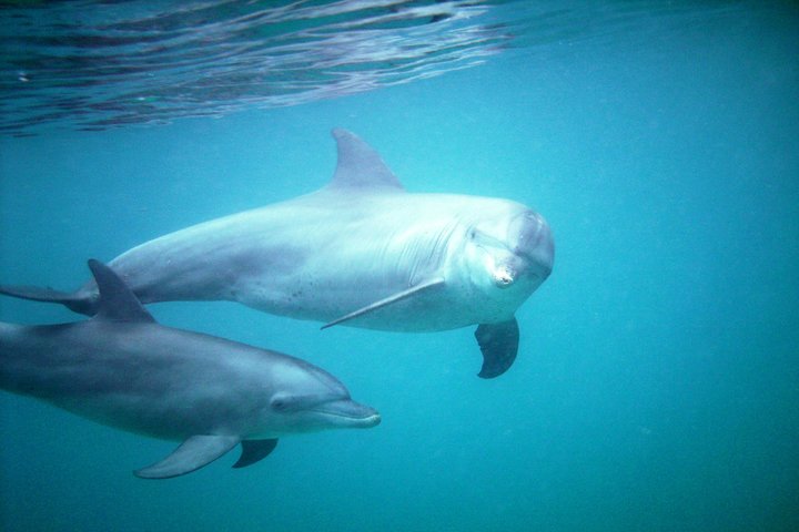 PILLI PIPA DHOW, el producto genuino, tour de snorkel al Parque Marino Kisite