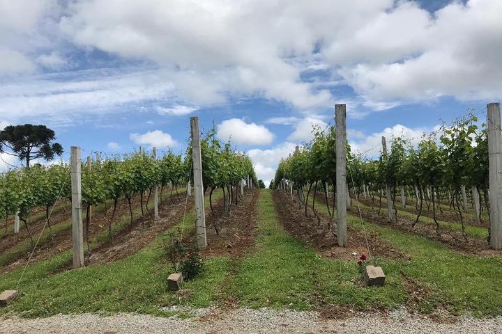 Guidad tur med vinprovning på Casa Seganfredo - Gramado