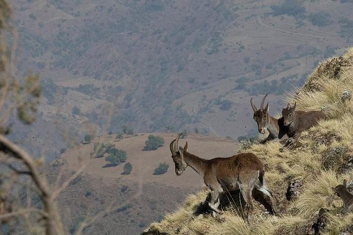 6-daagse tour pakket (Simien Mountains, Lalibela en Danakil Depression)