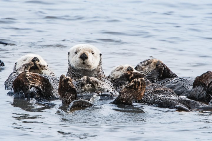 Ocean Safaris Walbeobachtung halbprivat begrenzt auf 6 Personen max.