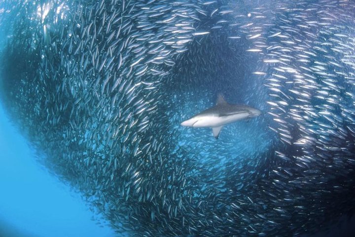 Whale Shark & Tumalog Falls & Sumilon Sandbar & Pescador Island med sardiner