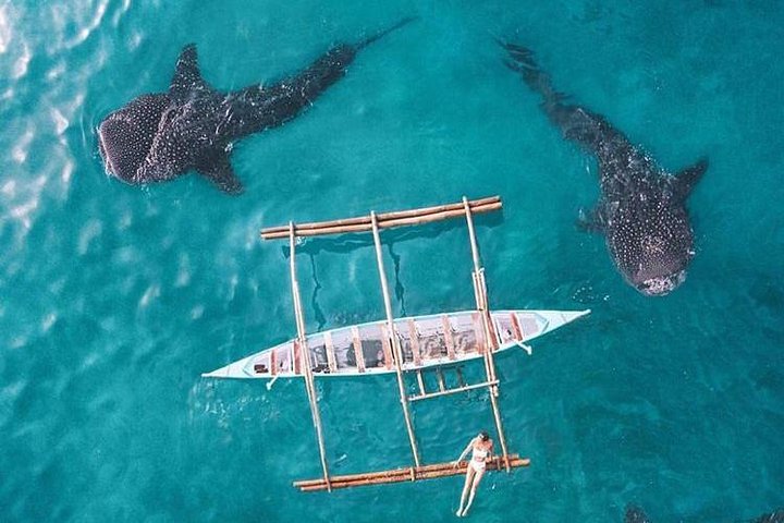 Whale Shark & Tumalog Falls & Sumilon Sandbar & Pescador Island med sardiner