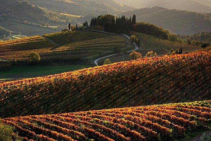 Excursão de vinho de meio dia em Chianti nas colinas da Toscana saindo de Pisa