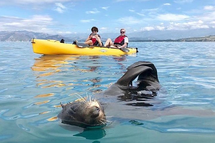 Aventura en kayak con focas en Kaikoura