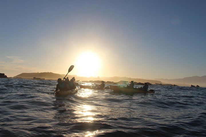 Aventura en kayak con focas en Kaikoura