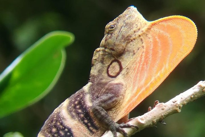 Monteverde Cloud Forest guidad naturvandring med Expert Naturalist