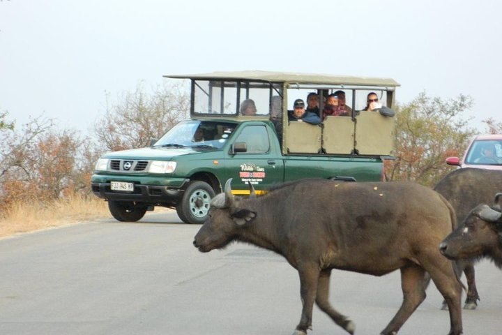 Tour safari guidato condiviso di un'intera giornata Visita al Parco nazionale Kruger