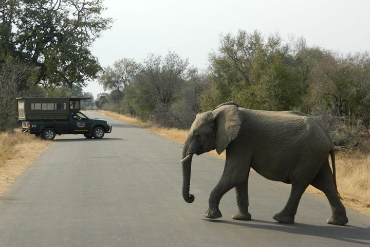 Tour safari guidato condiviso di un'intera giornata Visita al Parco nazionale Kruger