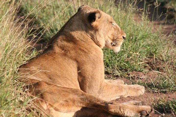 Tour safari guidato condiviso di un'intera giornata Visita al Parco nazionale Kruger