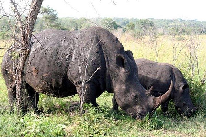 Tour safari guidato condiviso di un'intera giornata Visita al Parco nazionale Kruger