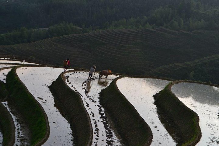 Terrazze di riso Longji con tour privato di un giorno al Minority Village