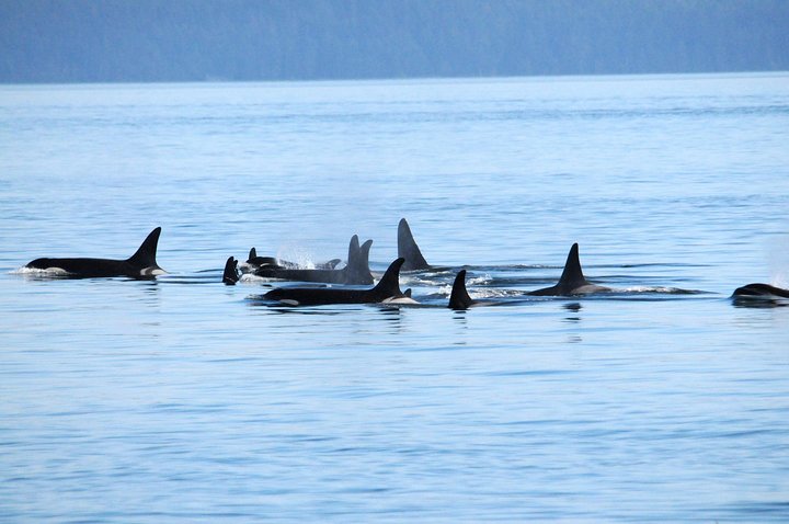 Victoria Aventura de observación de ballenas de medio día con fotos gratis