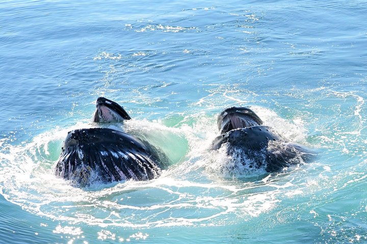 City Cruises Boston Whale Watching Cruise em barco de alta velocidade