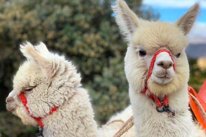 Excursión de día completo a la laguna de Quilotoa desde Quito con entradas diarias