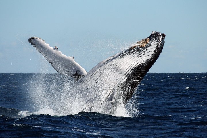 Det bedste fra Ningaloo Mantas og mere