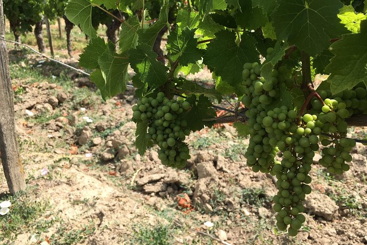 Gite in bicicletta nei vigneti di Chinon e dintorni, nella Valle della Loira