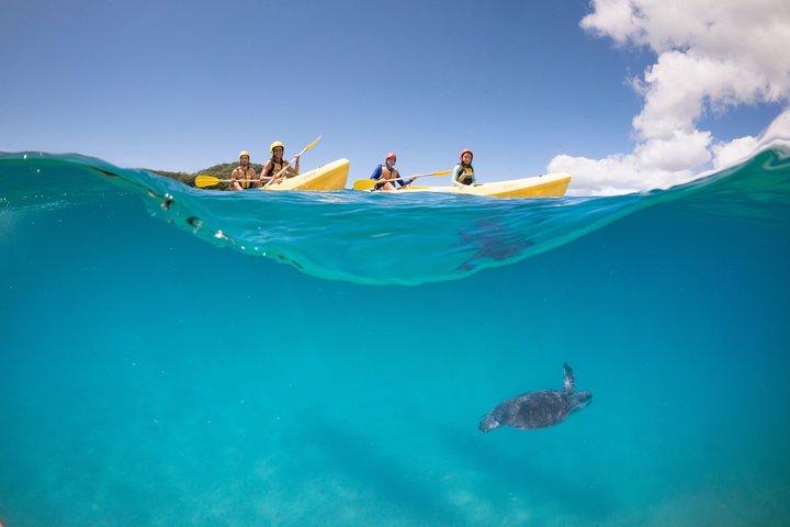 Kayak avec dauphins à Byron Bay Visite guidée