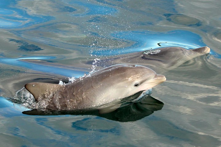 3-stündige Wal- und Delfinbeobachtungskreuzfahrt in Port Stephens