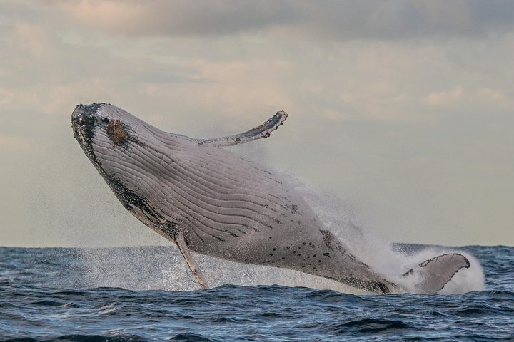 3-stündige Wal- und Delfinbeobachtungskreuzfahrt in Port Stephens