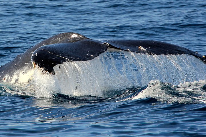 3-stündige Wal- und Delfinbeobachtungskreuzfahrt in Port Stephens