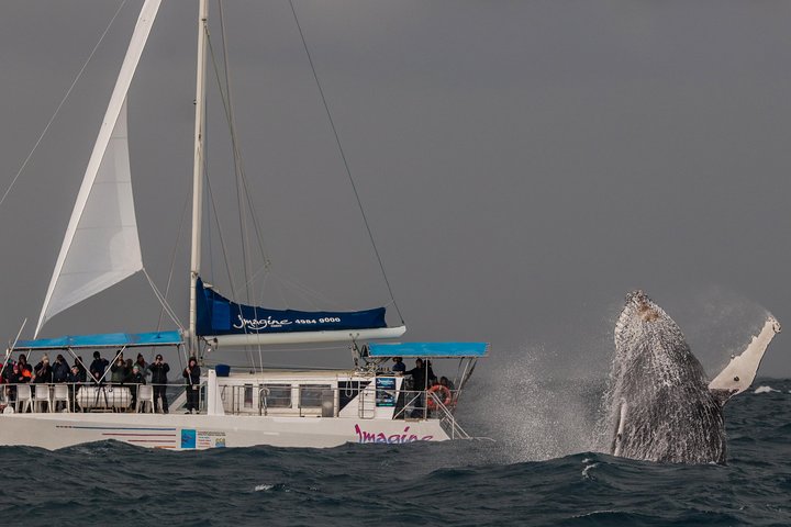 3-stündige Wal- und Delfinbeobachtungskreuzfahrt in Port Stephens