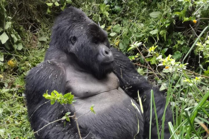 Gorilla Trekking di 1 giorno Mgahinga Gorilla NP e Lago Bunyonyi