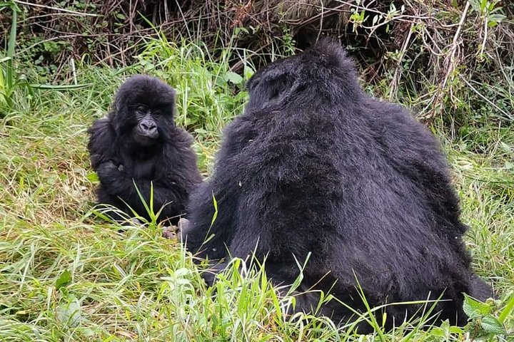 Gorilla Trekking di 1 giorno Mgahinga Gorilla NP e Lago Bunyonyi