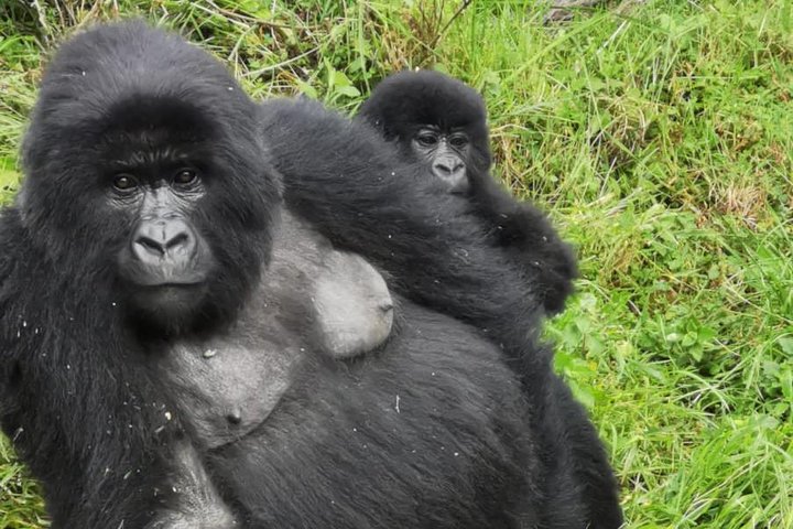 Gorilla Trekking di 1 giorno Mgahinga Gorilla NP e Lago Bunyonyi