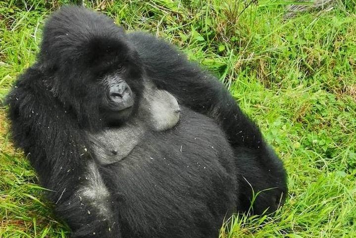 Gorilla Trekking di 1 giorno Mgahinga Gorilla NP e Lago Bunyonyi