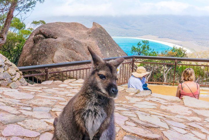 Tour di un'intera giornata a Wineglass Bay e Freycinet NP da Hobart via Richmond Village