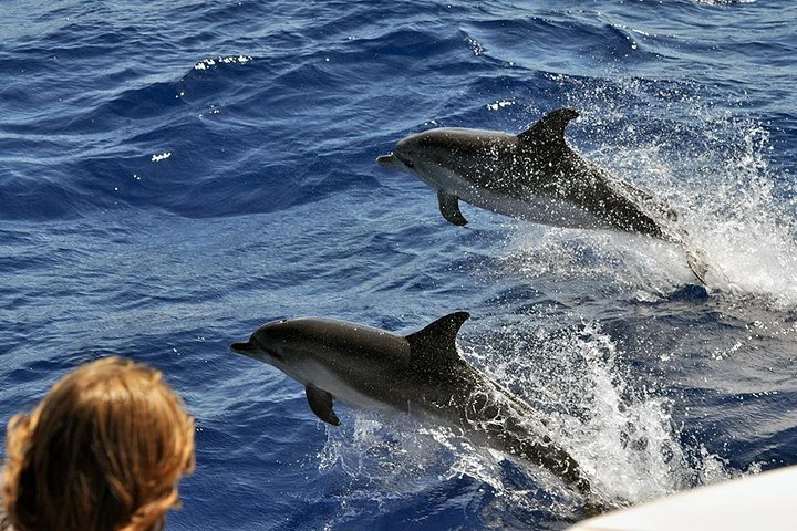 Spirit of the Sea: Cetacean sighting in Gran Canaria