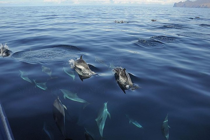 Spirit of the Sea: Cetacean sighting in Gran Canaria