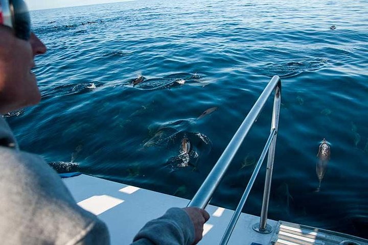 Spirit of the Sea: Cetacean sighting in Gran Canaria