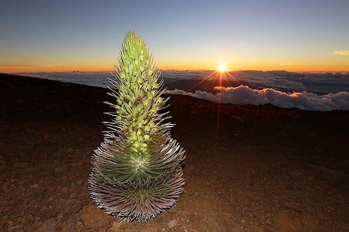 Maui : Haleakala Sonnenaufgang Spektakulär mit lokalem Frühstück