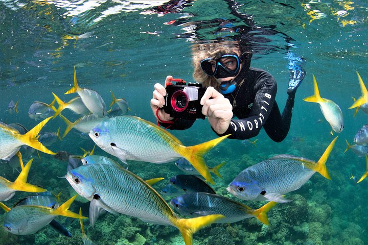 Sunlover Reef Cruises ofrece una gran experiencia de barrera de coral